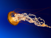 Global chepala Bandi logo