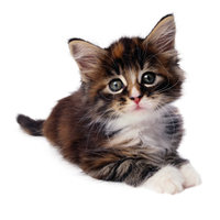 KittyTwit logo