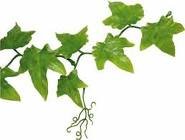 The Ivytree logo