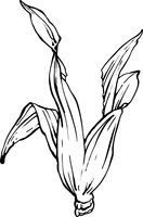 Quinn Popcorn logo