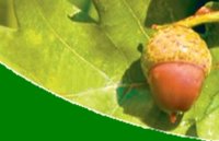 Acorn Art Galleries logo