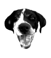 YARD BAR logo
