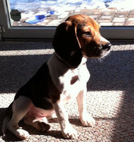 Cahoots logo