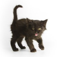 Lucky Wild Cat Software logo