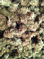 Green Ninja Marijuana Tech logo