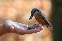 ANIMATE AND SAVE WILDLIFE logo