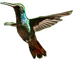 Bharāri logo