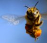 BeeGo @Co logo