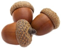 Acorn Digital Strategy logo