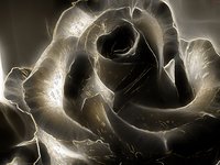 Blk Rose logo